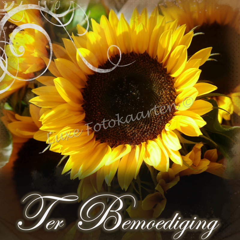 Bemoediging - zonnebloem